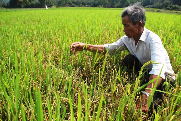 binh dinh: ruong kho, dong chay, lua thi con gai tac dong vi han han hinh anh 8