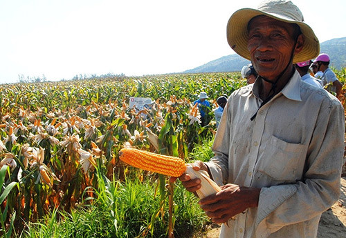 binh dinh: trong ngo o ruong thieu nuoc va "cai ket" bat ngo hinh anh 1