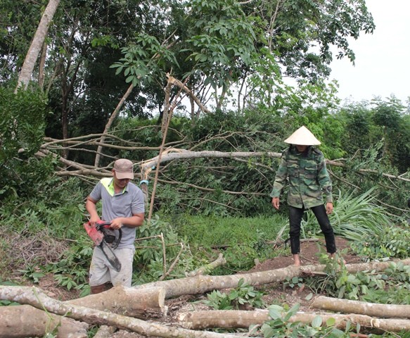 Bình Phước: 27.000 nọc tiêu, 5ha điều bị lốc xoáy trái mùa cuốn đổ