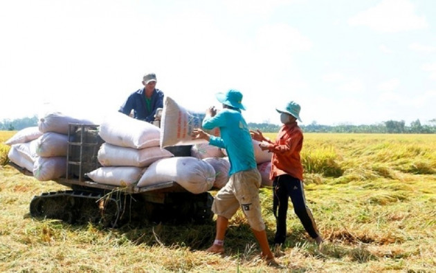 bo cong thuong: kho phan biet gao te cam xuat khau va gao thom hinh anh 3