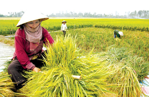 Bộ Công Thương lý giải việc “không tiếp thu ý kiến” Bộ Tài chính về xuất nhập khẩu gạo