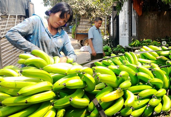 Bộ Công Thương thông tin về "quy luật" nhập chuối của Trung Quốc