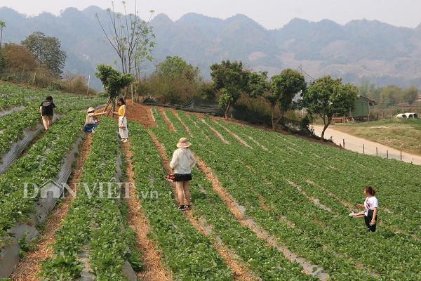 bo luong 8 trieu ve trong dau tay, "soai ca" nha nguoi ta lai nua ty hinh anh 7