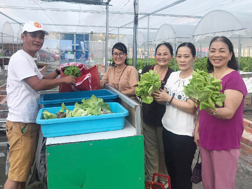 Bỏ ra 2 tỷ trồng rau thủy canh, mỗi ngày bán 2 tạ, lãi 2 triệu đồng