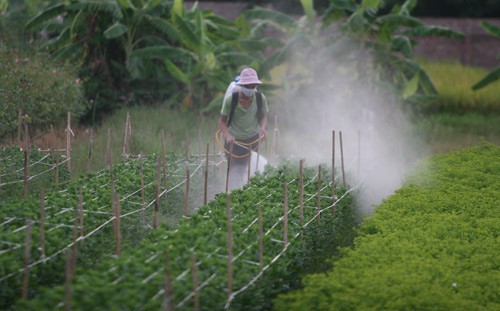 bon den 600kg phan bon/ha la qua du thua va khung khiep hinh anh 1