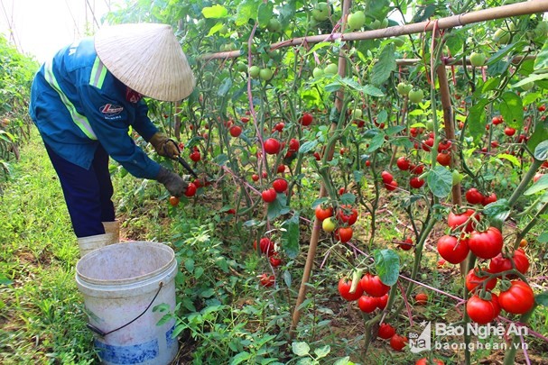 ca chua nghe an tang gia, tu thuong mua tan ruong khien nd da lat phat them hinh anh 1