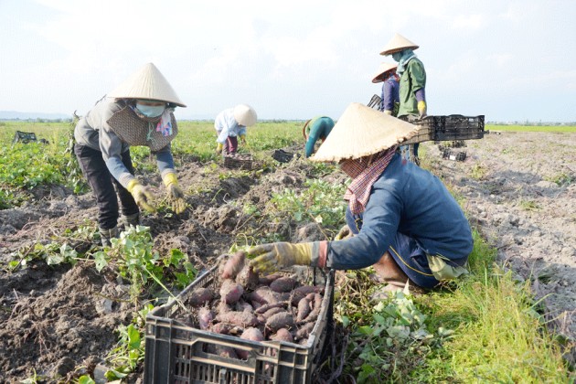 ca lang duoc mua khoai lang nhat, sau 4-5 thang lai 150 trieu/ha hinh anh 1