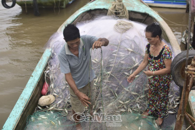 ca mau: chenh venh cua bien voi nghe dang bat loai ca doi ngon hinh anh 4