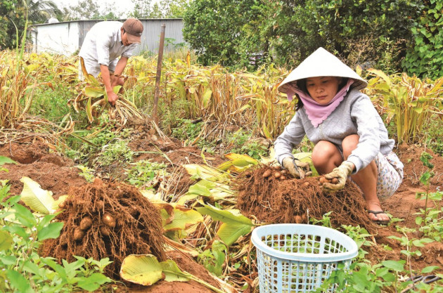 Cà Mau: Đào củ lùn trông như trứng gà so, thương lái khuân sạch
