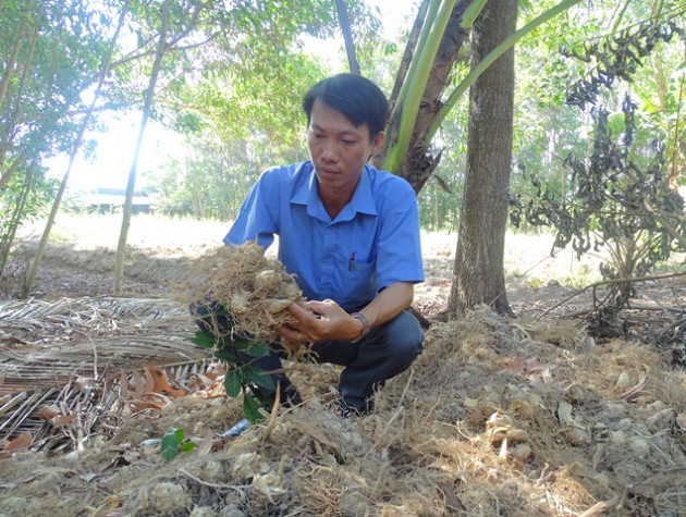 ca mau: dao cu lun trong nhu trung ga so, thuong lai khuan sach hinh anh 2