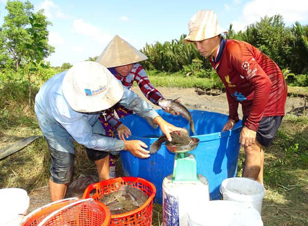 ca mau: gia ca bong bu &#34;boc hoi&#34; 200.000 d/kg, nong dan nuoi cam cu hinh anh 1