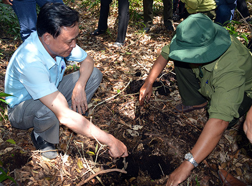 ca mau: hon 14.000ha rung co nguy co chay cao hinh anh 1