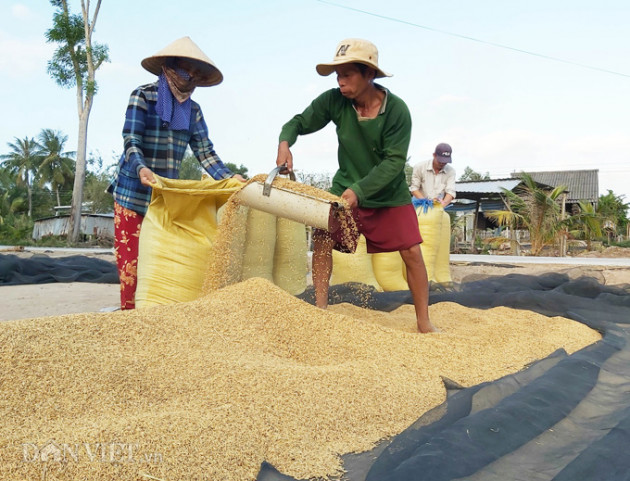 ca mau: kenh nut ne phai thue xe may cho lua di ban, dan meo mat hinh anh 4