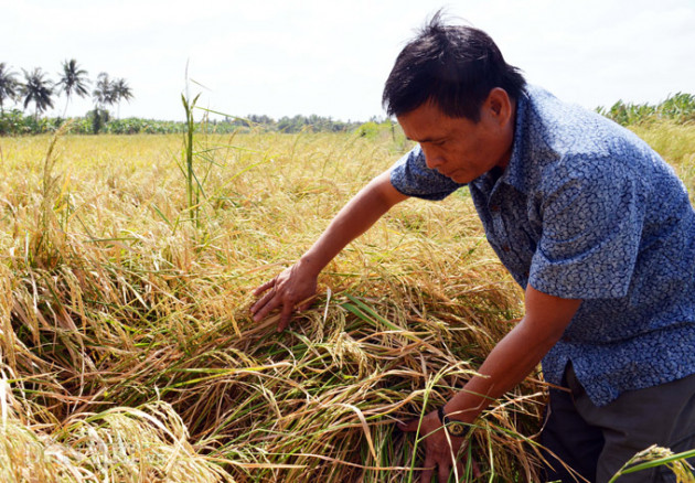 ca mau: kenh nut ne phai thue xe may cho lua di ban, dan meo mat hinh anh 5