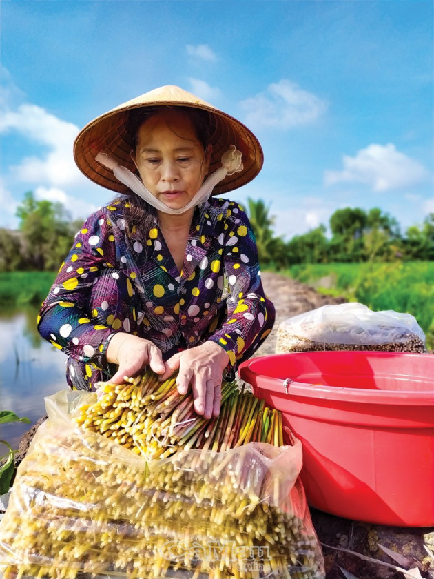 ca mau: khong ngo tu dong co nan dai dan lai huong "loc troi" ban hinh anh 4