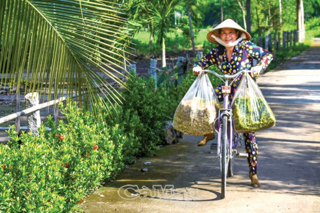 ca mau: khong ngo tu dong co nan dai dan lai huong "loc troi" ban hinh anh 5