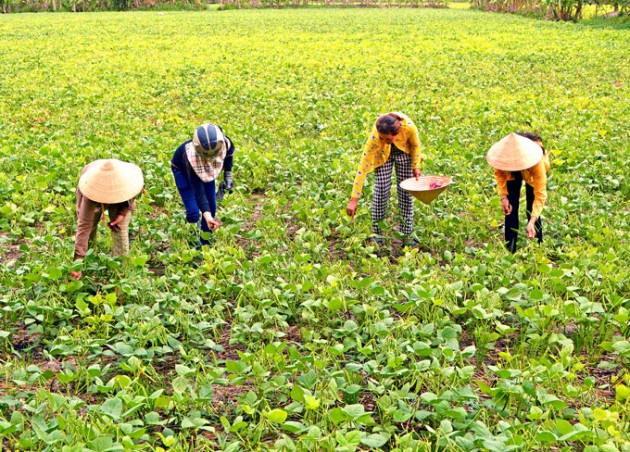 ca mau mat trang vu dau xanh 1.000ha vi ong troi dong danh hinh anh 2