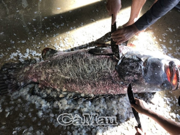 ca mau: ngu dan day hang khoi bat ca mu nang hon 52kg hinh anh 1