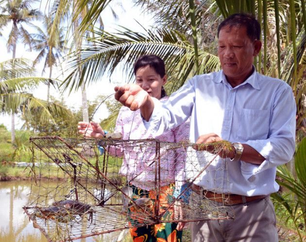 Cà Mau: Nhà nông thu khá nhờ nuôi cua bự, trồng bồn bồn dại