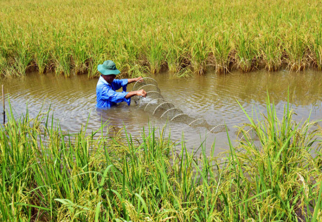 ca mau: trong gan 400ha lua huu co dat tieu chuan gao ngon the gioi hinh anh 2