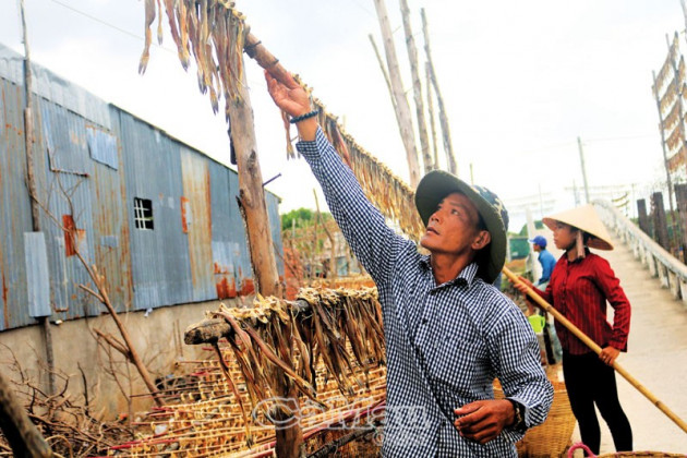 ca mau: trung mua ca khoai, phoi nhu rung, ban 300 ngan dong/ky hinh anh 2