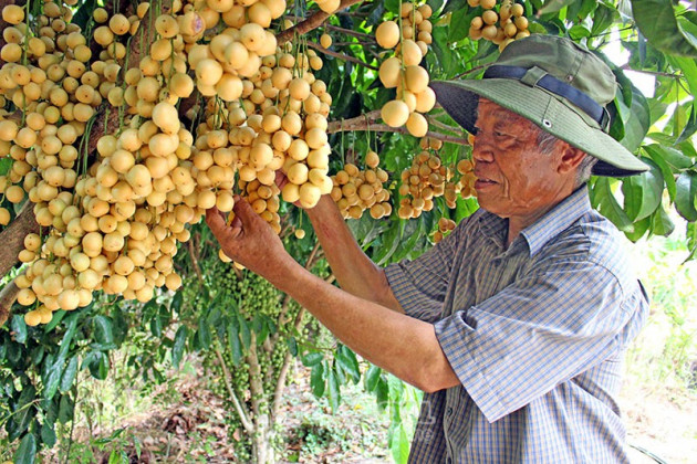 Cà Mau: Vườn dâu chi chít trái chín vàng sẵn sàng đón khách