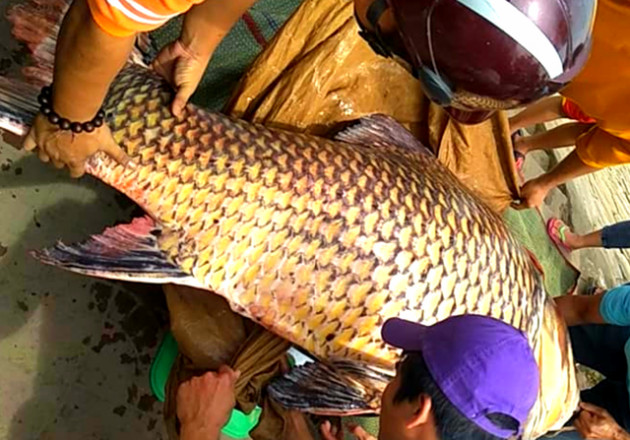 ca nang 111kg, dai 1,3m mang tu campuchia ve an giang la ca gi? hinh anh 1