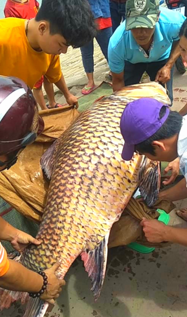 ca nang 111kg, dai 1,3m mang tu campuchia ve an giang la ca gi? hinh anh 2