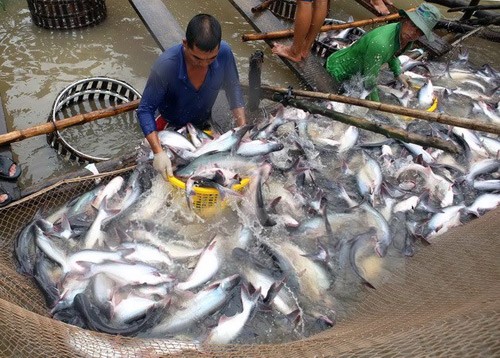 ca tra cho lai "khung", nguoi nuoi van... so hinh anh 2