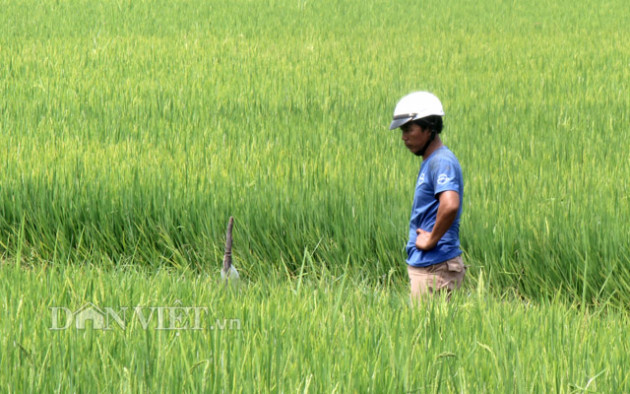 cac tinh, dn dong loat kien nghi cho xuat khau gao khong han ngach hinh anh 2