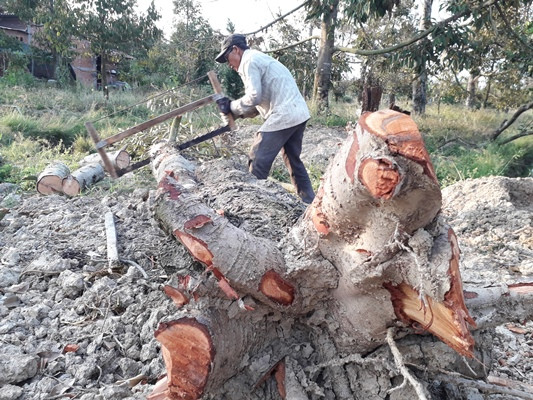 Cận cảnh: "Xẻ thịt" vườn sầu riêng tiền tỷ làm củi vì hạn mặn