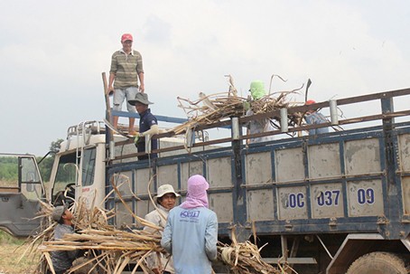 Càng trồng càng lỗ nặng, vùng mía Đồng Nai sắp biến mất