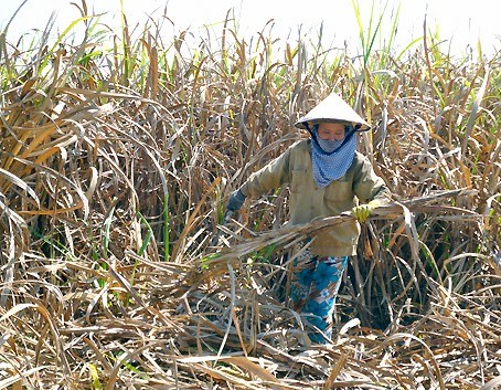 cang trong cang lo nang, vung mia dong nai sap bien mat hinh anh 2