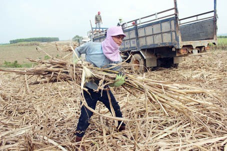 cang trong cang lo nang, vung mia dong nai sap bien mat hinh anh 3