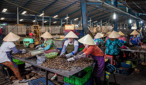 Cây điều "hồi sinh", nông dân chỉ vui một nửa vì giá giảm thấp