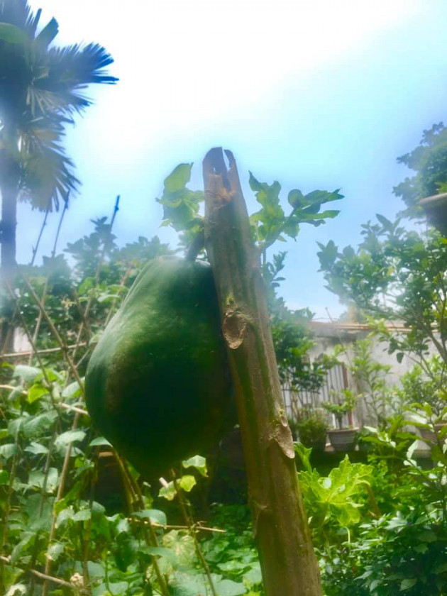 cay du du don het suc nuoi mot trai duy nhat nhung sieu to khong lo hinh anh 2