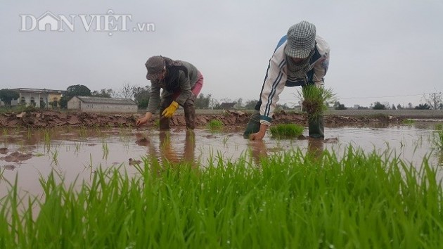 Cấy liên tục 11 giờ mỗi ngày mới kiếm được 400.000 đồng tiền công1