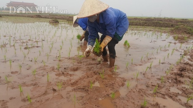 cay lien tuc 11 gio moi ngay moi kiem duoc 400.000 dong tien cong hinh anh 2