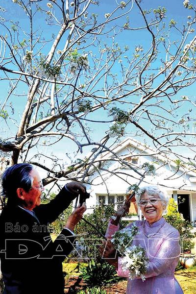 Cây phượng trắng duy nhất ở Việt Nam trồng ở thành phố nào?