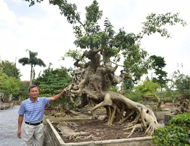 cay sanh mang dang thanh giong cuoi ngua, khach om tien ty doi mua hinh anh 2