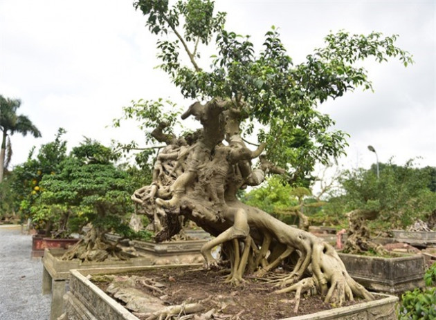 cay sanh mang dang thanh giong cuoi ngua, khach om tien ty doi mua hinh anh 6