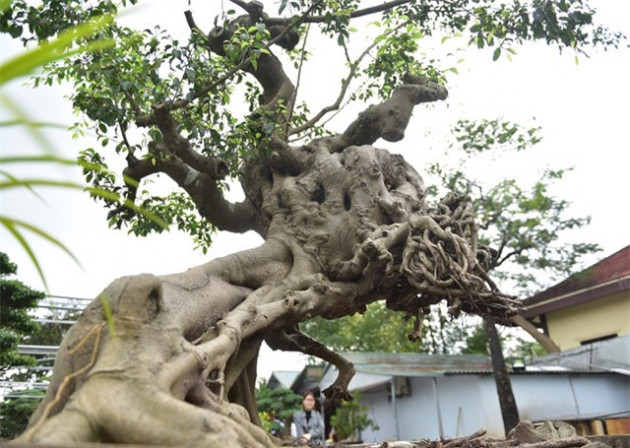 cay sanh mang dang thanh giong cuoi ngua, khach om tien ty doi mua hinh anh 7