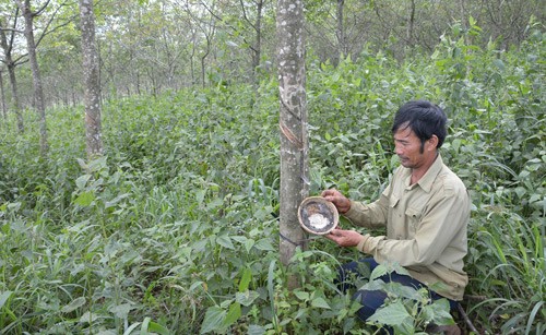 Cây “vàng trắng” sống khỏe, nhiều mủ chỉ nhờ bí quyết bón phân