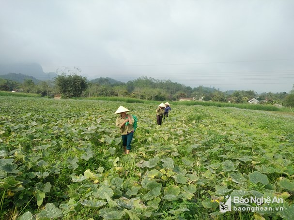 Chỉ 75 ngày trồng bù đỏ, nhà nông bỏ túi trên 100 triệu đồng/ha