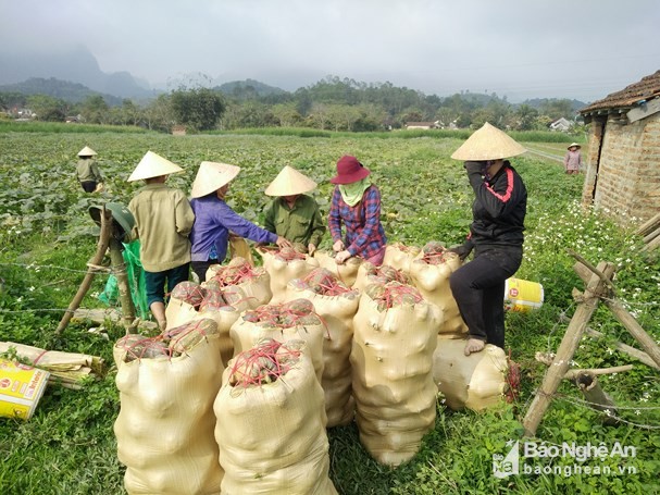 chi 75 ngay trong bu do, nha nong bo tui tren 100 trieu dong/ha hinh anh 3