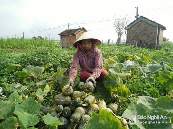 chi 75 ngay trong bu do, nha nong bo tui tren 100 trieu dong/ha hinh anh 2