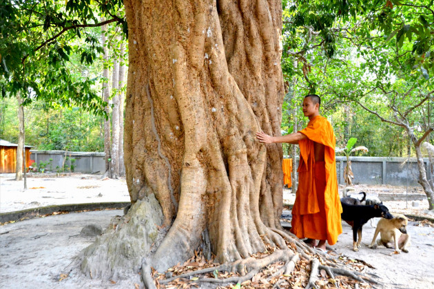 chiem nguong 2 “dai lao” vai thieu hon 300 tuoi giua rung that son hinh anh 3