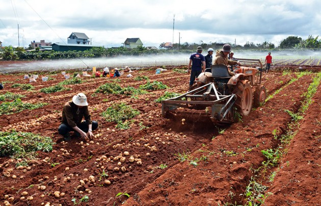 "Chiêu độc" chống mạo danh khoai tây Đà Lạt: Chi gần 1 tỷ in bao bì