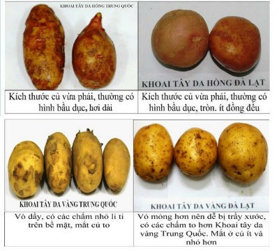"chieu doc" chong mao danh khoai tay da lat: chi gan 1 ty in bao bi hinh anh 2