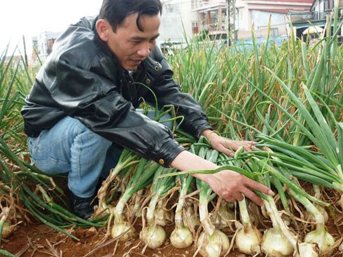 Chua xót su hào nhổ bỏ làm... phân, hành tây đẹp cũng rẻ như bèo